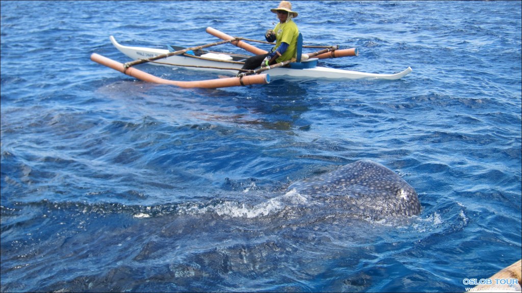 Oslob_WhaleShark_Watching_12