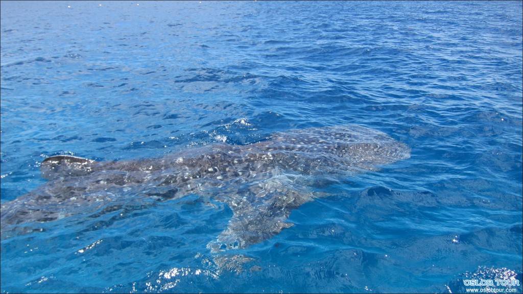 Oslob_WhaleShark_Watching_20