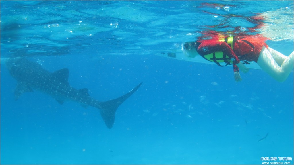 Oslob_WhaleShark_snorkling_09