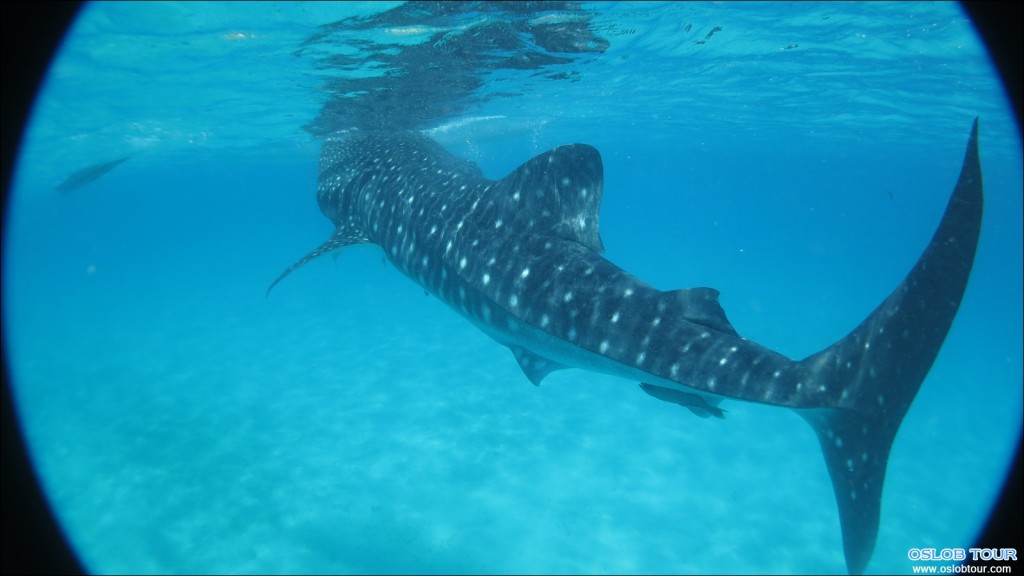 Oslob Whale Shark - Butanding