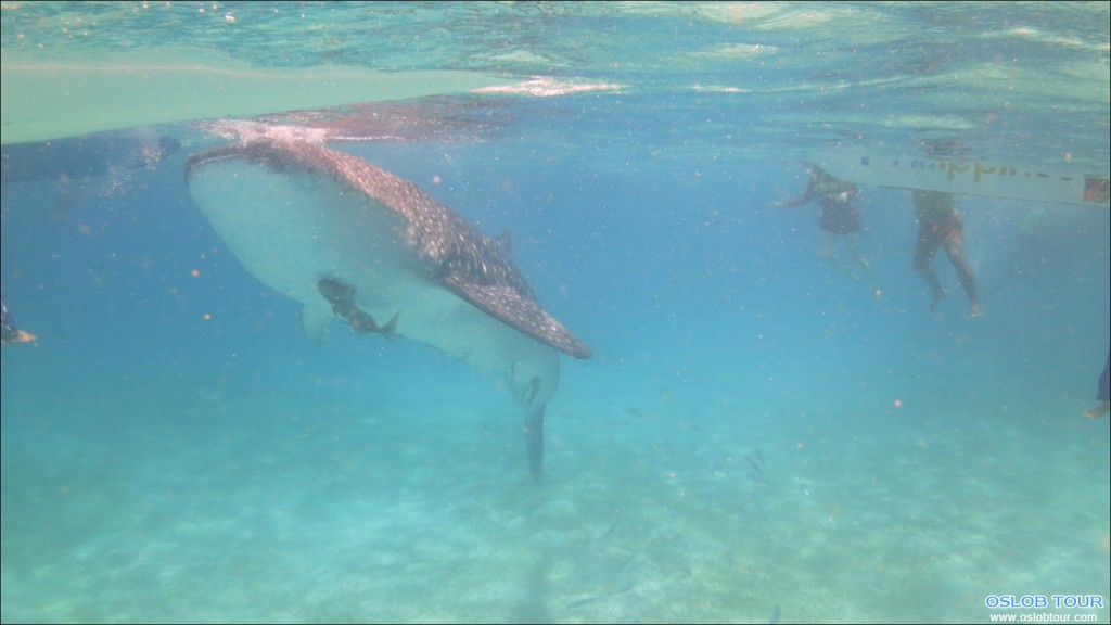 Oslob Whale Shark – Butanding