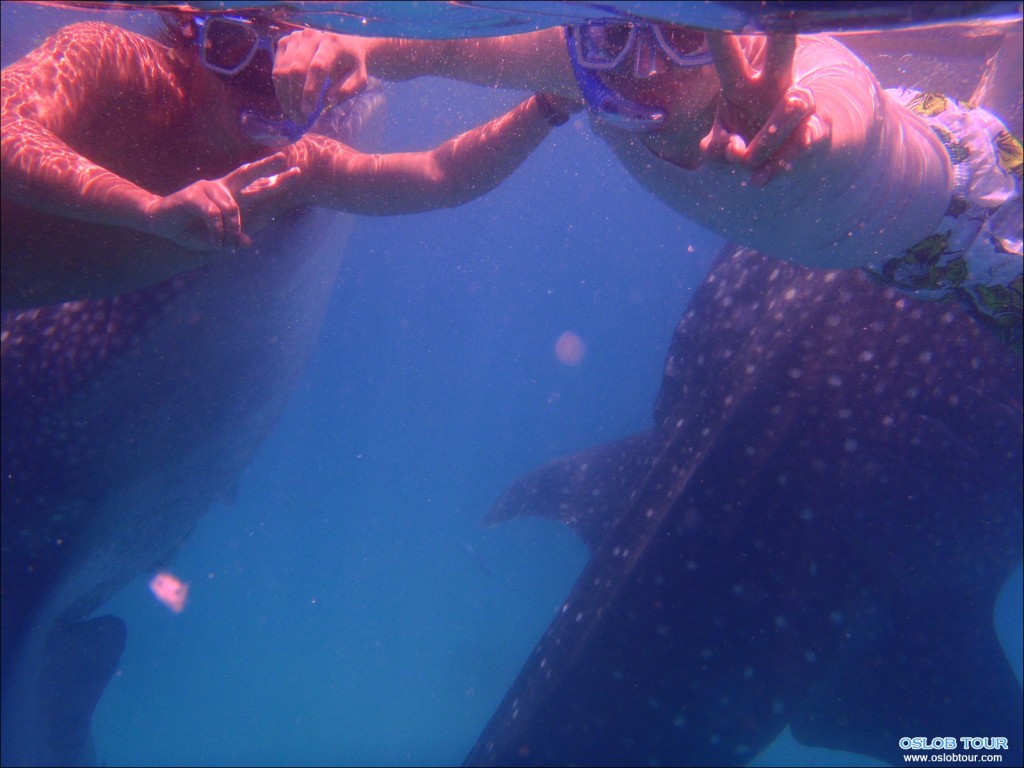Oslob_tour_15_Oct_2013_02