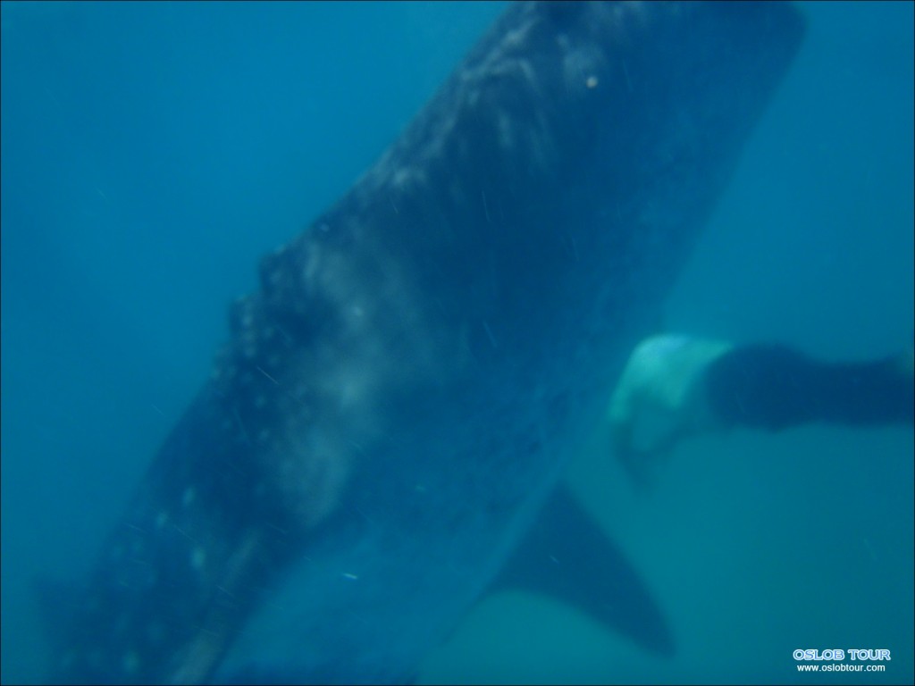 Oslob Whaleshark tour – 8 Feb 2014