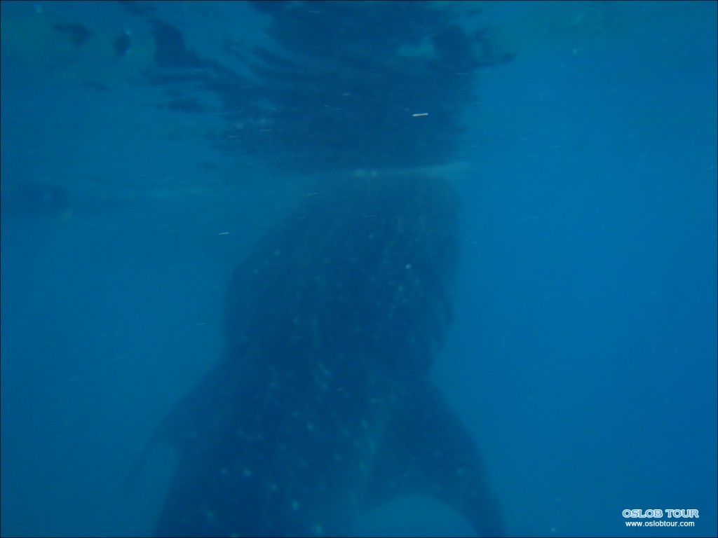 Oslob Whaleshark tour – 8 Feb 2014