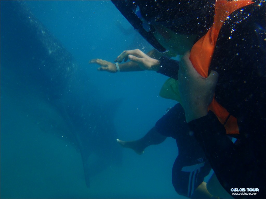 Oslob Whaleshark tour – 8 Feb 2014
