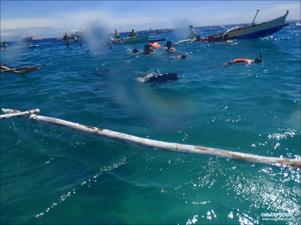Oslob Whaleshark tour – 8 Feb 2014
