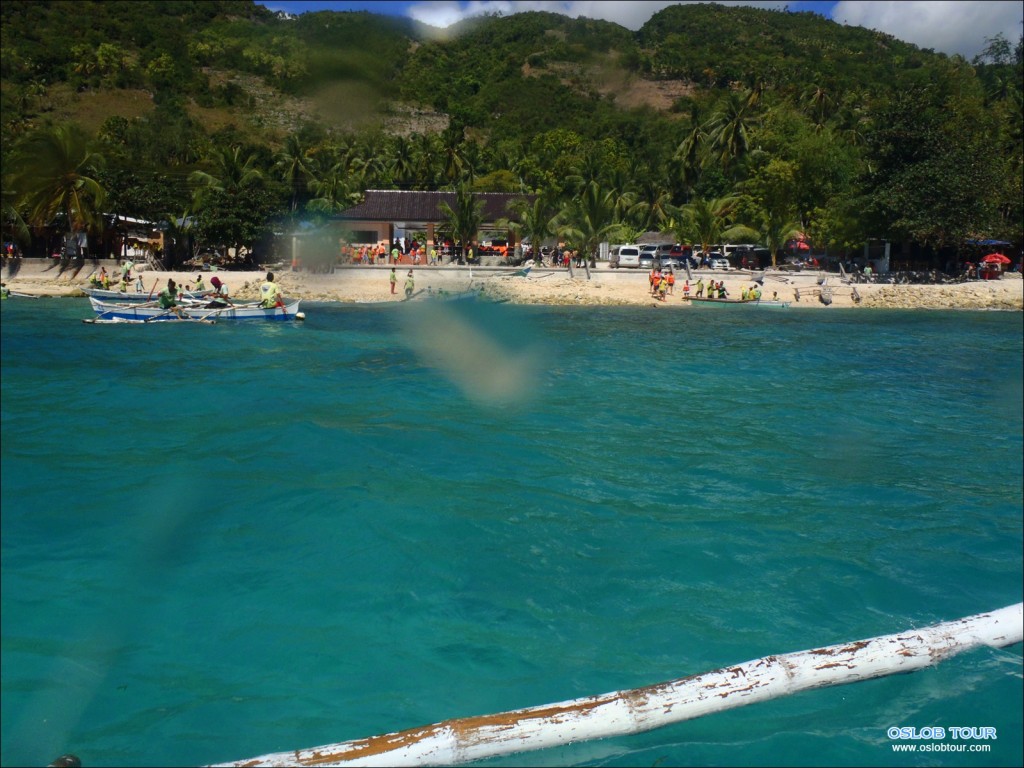 Oslob Whaleshark tour – 8 Feb 2014