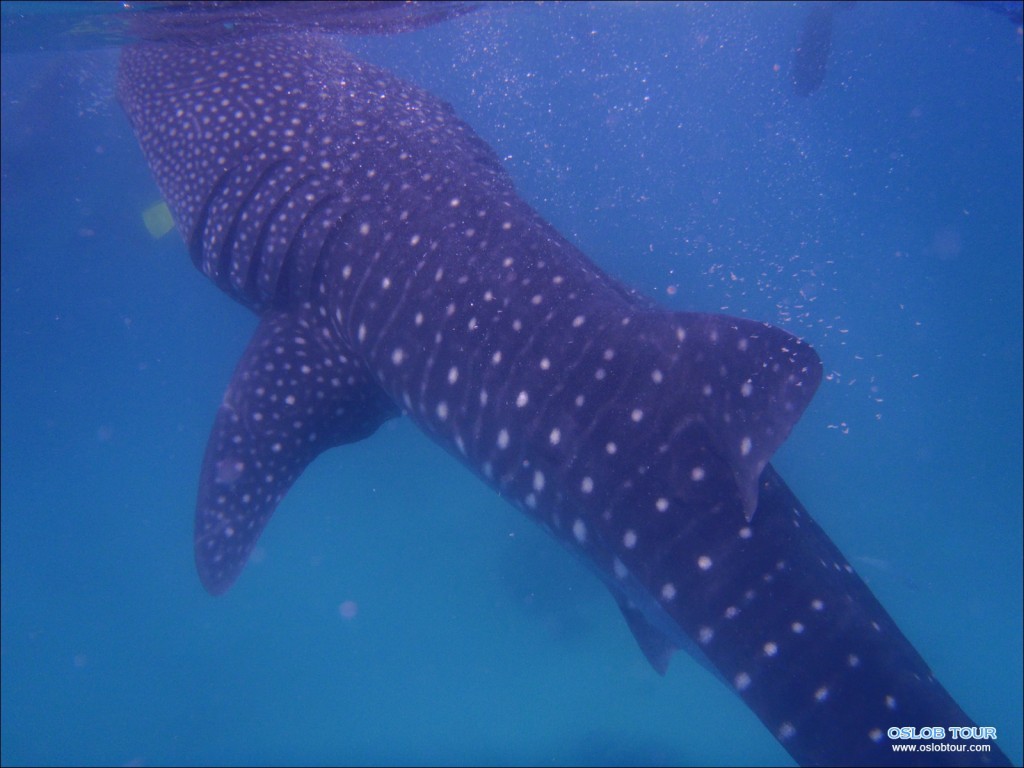 Cebu Oslob Whale shark tour – 11 Feb 2014