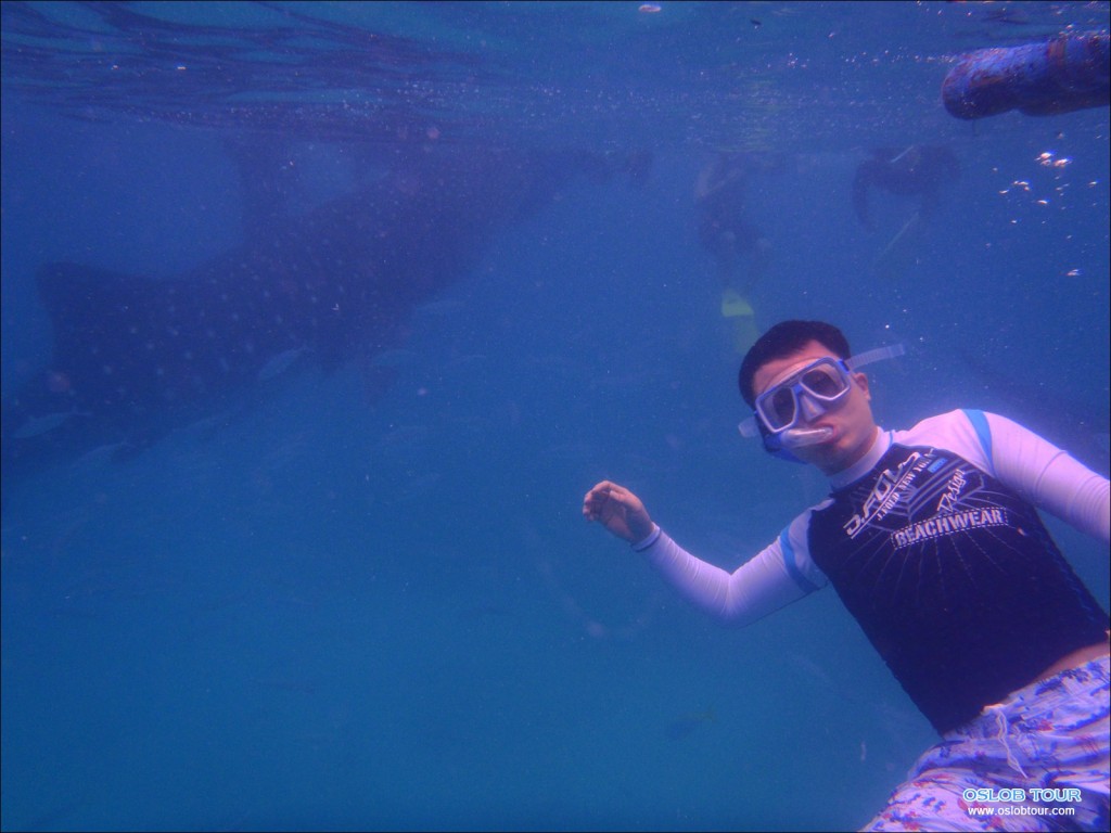 Cebu Oslob Whale shark tour – 11 Feb 2014