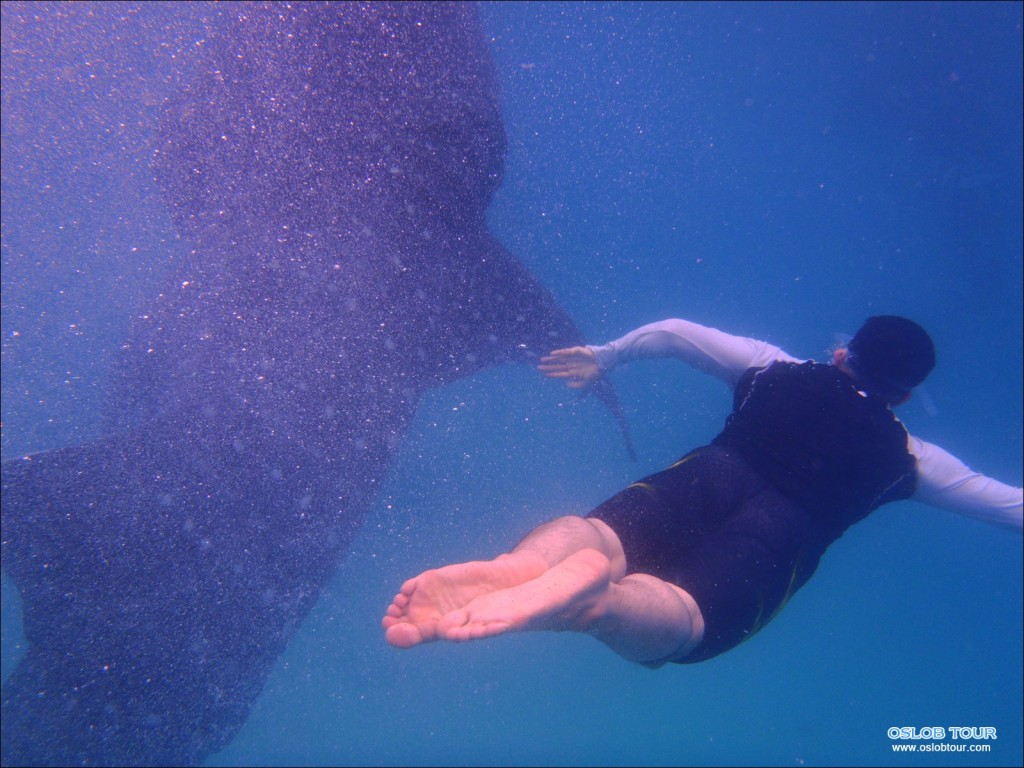 Cebu Oslob Whale shark tour – 11 Feb 2014