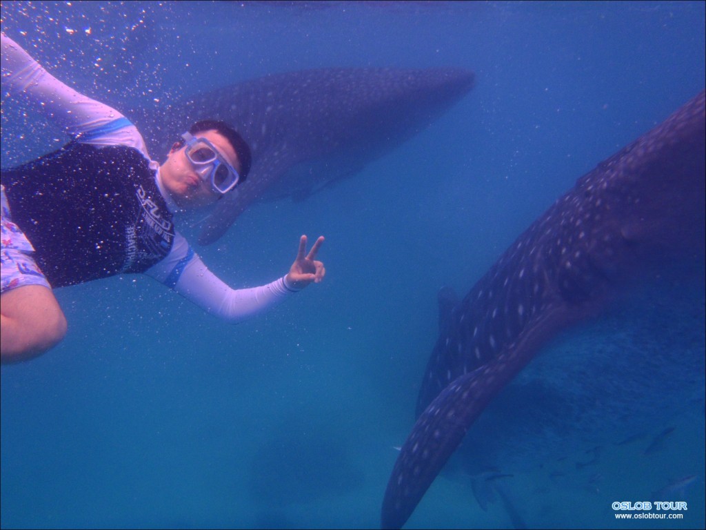 Cebu Oslob Whale shark tour – 11 Feb 2014