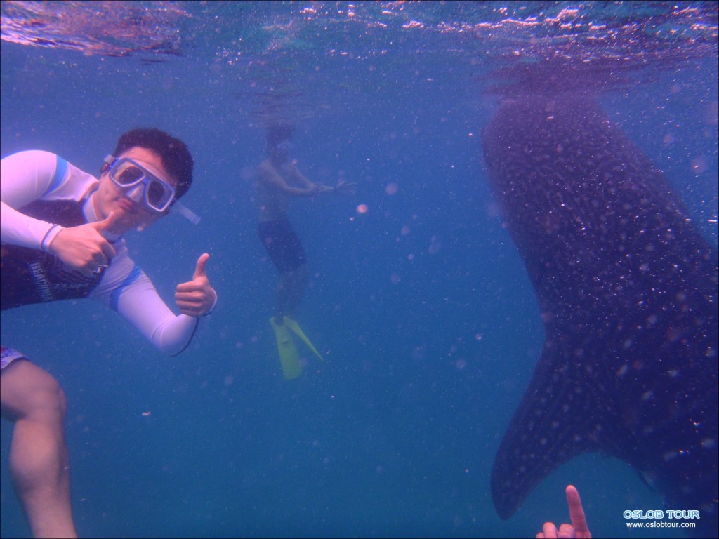 Cebu Oslob Whale shark tour – 11 Feb 2014