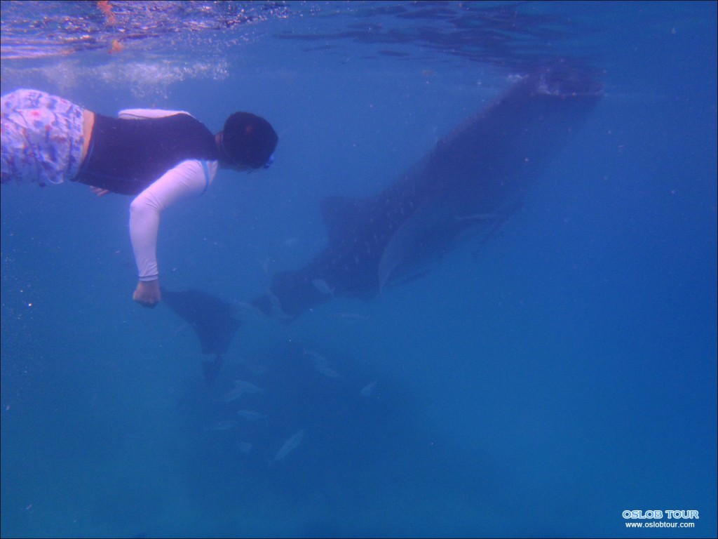 Cebu Oslob Whale shark tour – 11 Feb 2014