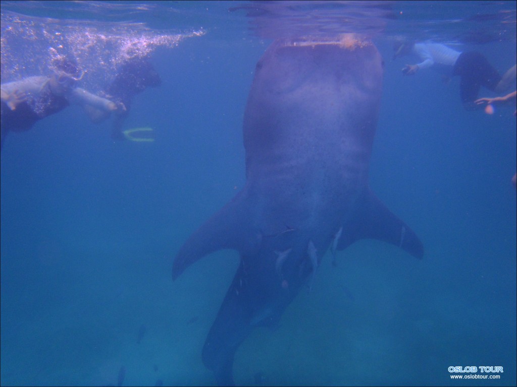 Cebu Oslob Whale shark tour – 11 Feb 2014