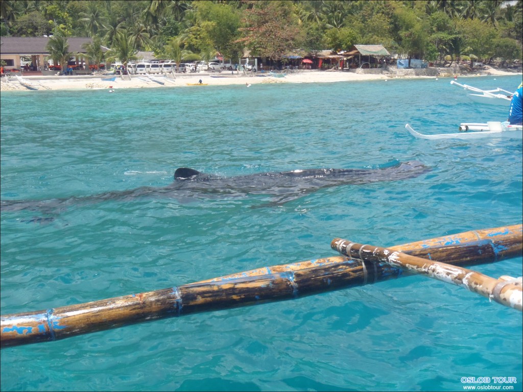 Oslob_Tour_8_Mar_2014_05