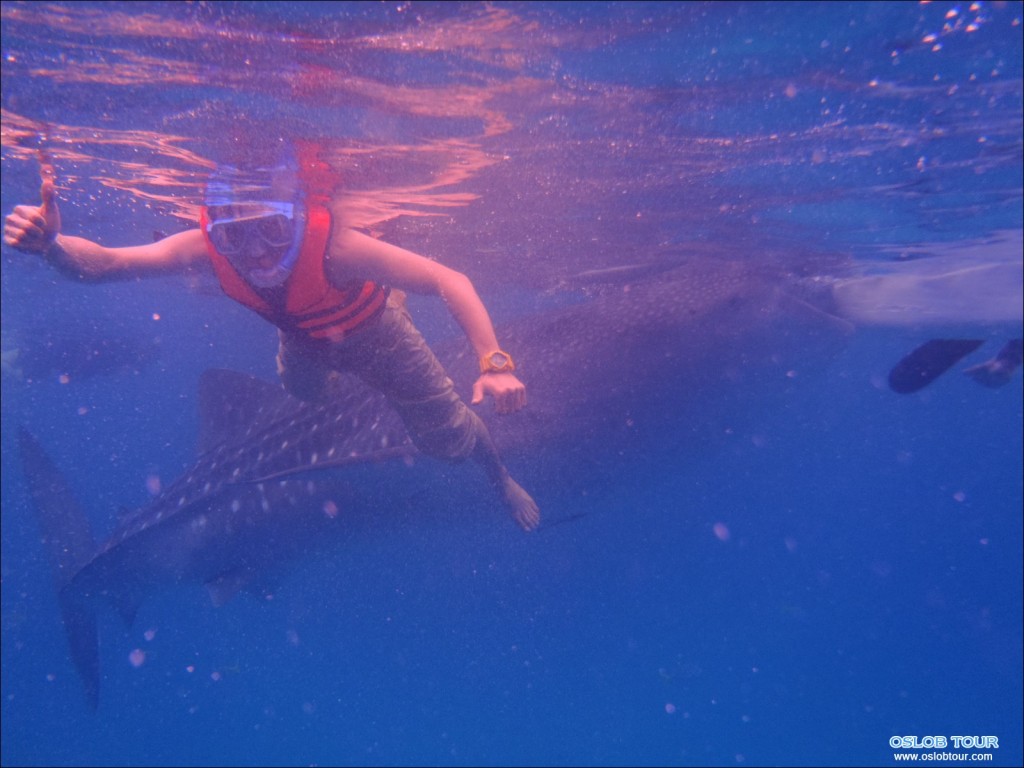 Cebu Oslob Whale shark tour – 15 Apr 2014