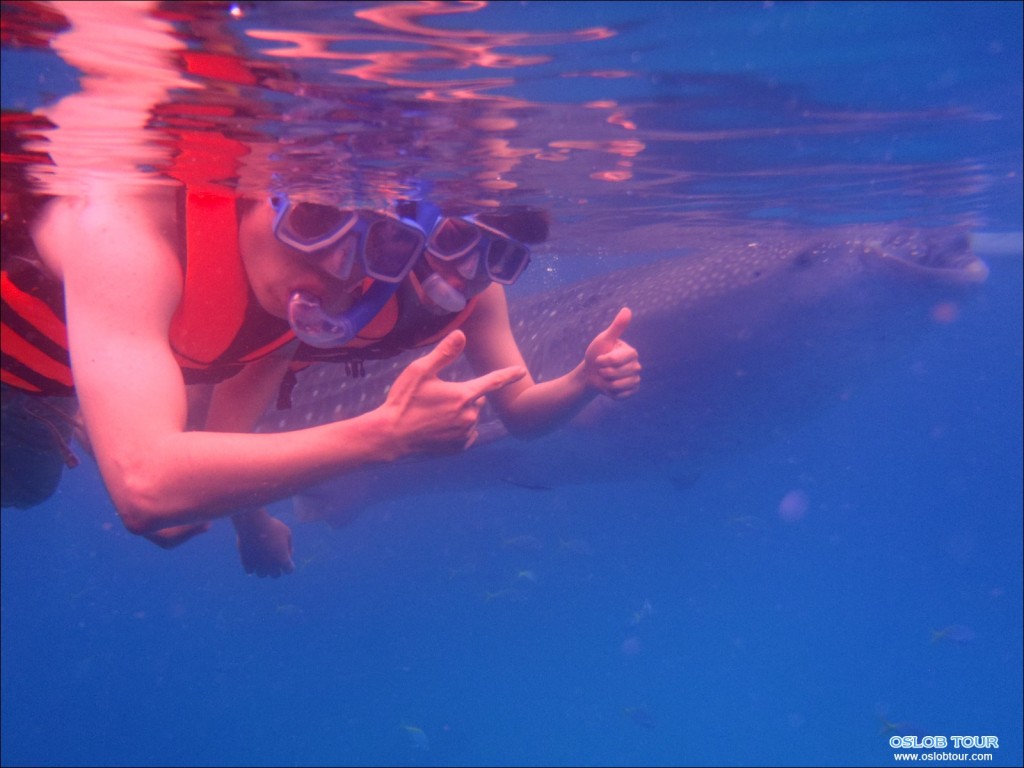 Cebu Oslob Whale shark tour – 15 Apr 2014