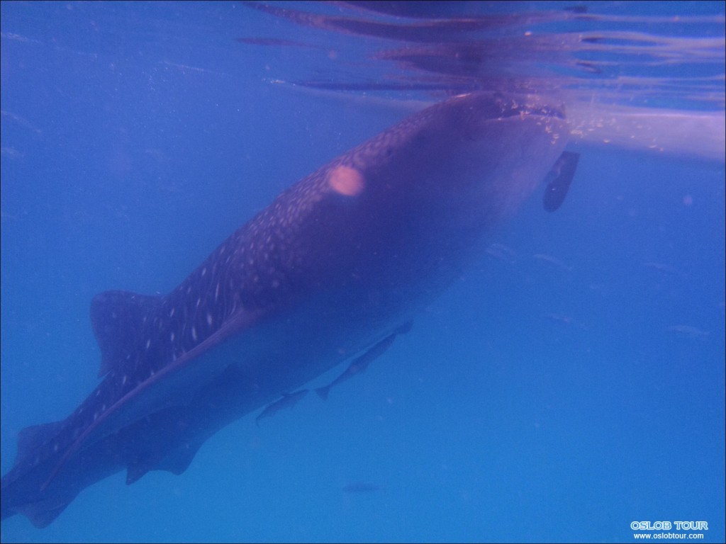 Cebu Oslob Whale shark tour – 15 Apr 2014