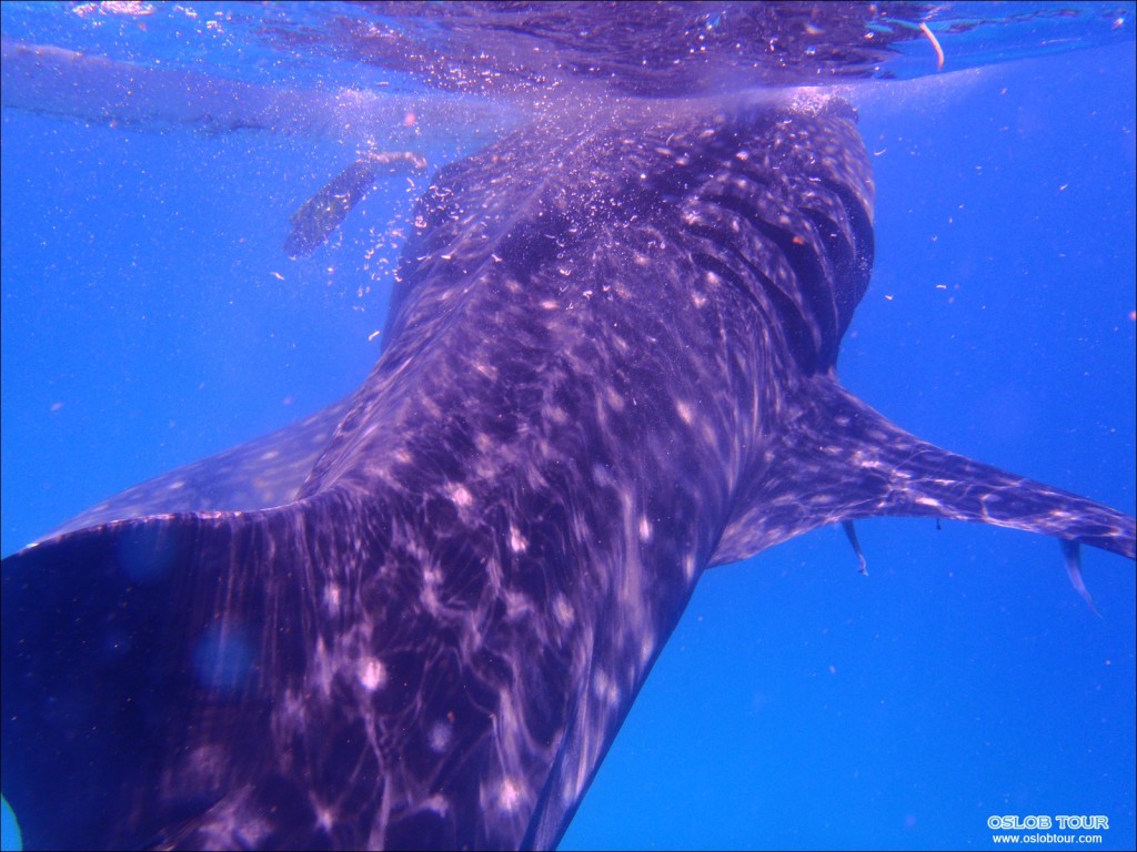 Cebu Oslob Whale shark tour – 28 Apr 2014