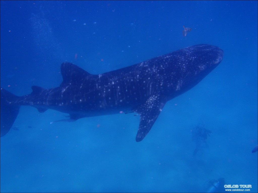 Cebu Oslob Whale shark tour – 28 Apr 2014