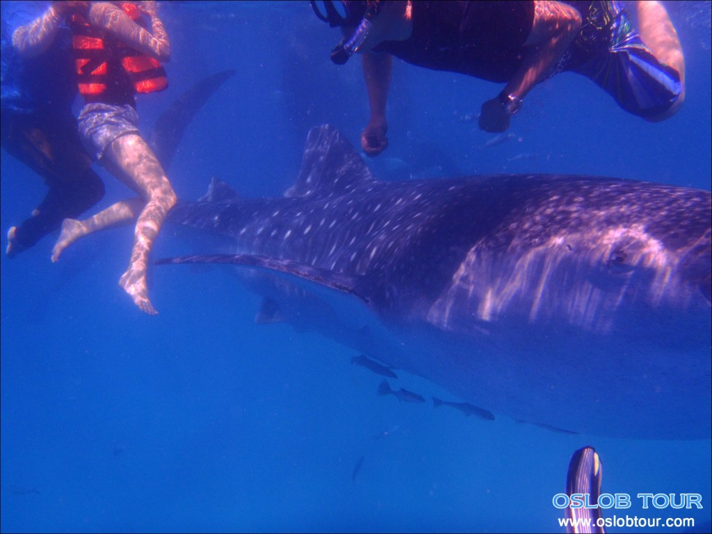 Cebu Oslob Whale shark tour – 14 May 2014