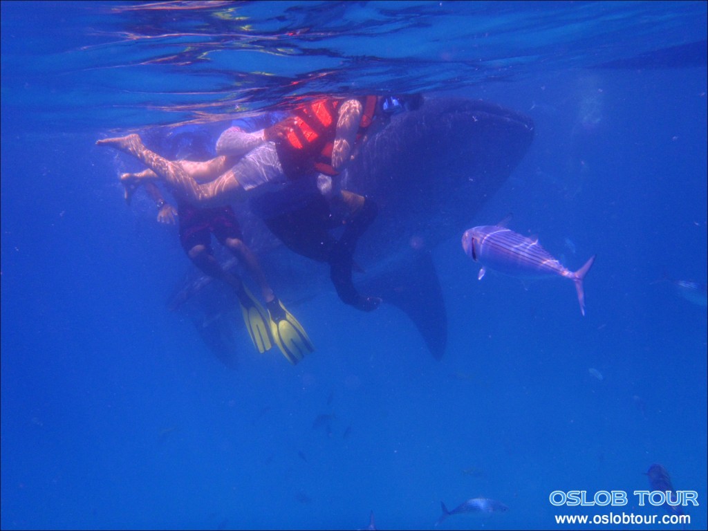 Cebu Oslob Whale shark tour – 14 May 2014