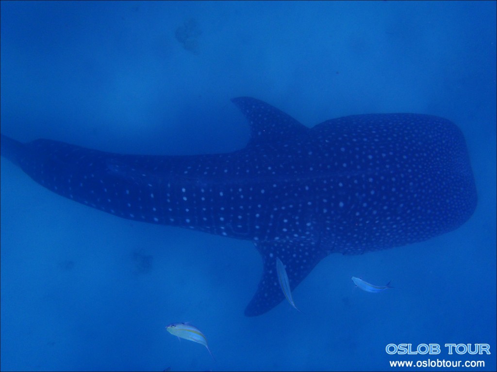 Cebu Oslob Whale shark tour – 14 May 2014