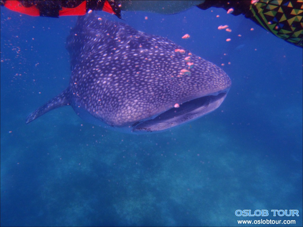 Cebu Oslob Whale shark tour – 14 May 2014