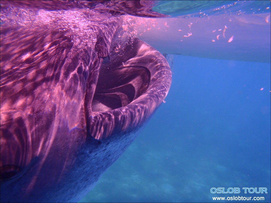 Cebu Oslob Whale shark tour – 14 May 2014