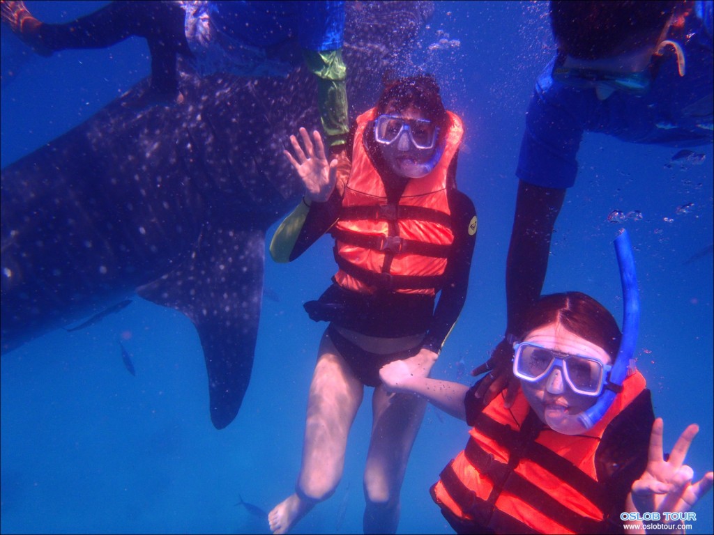 Cebu Oslob Whale shark tour – 29 Apr 2014