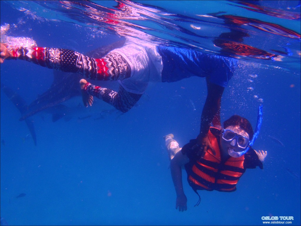 Cebu Oslob Whale shark tour – 29 Apr 2014