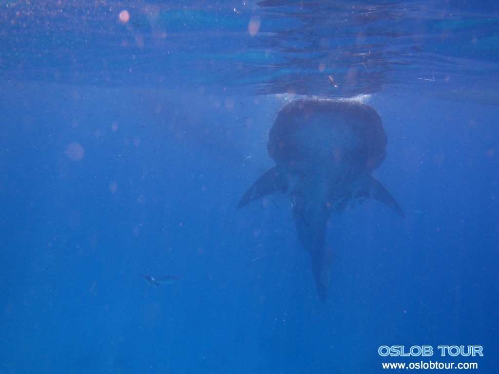 Cebu Oslob Whale shark tour – 7 June 2014 