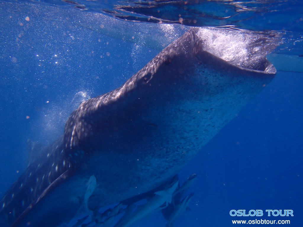 Cebu Oslob Whale shark tour – 7 June 2014 