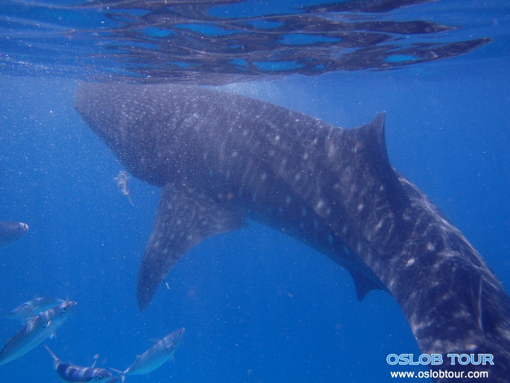 Cebu Oslob Whale shark tour – 7 June 2014 