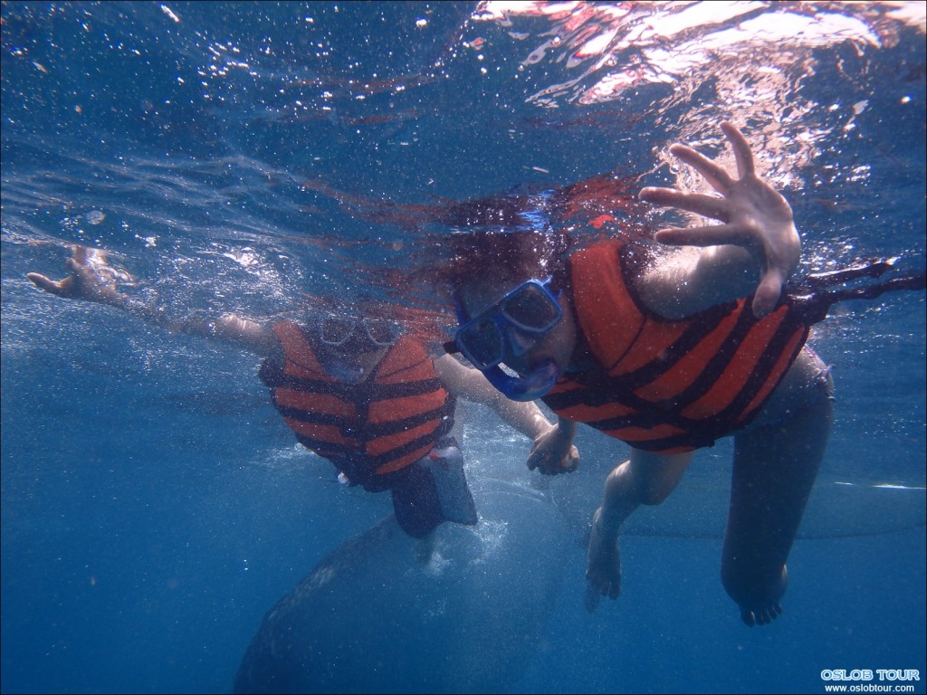 Cebu Oslob Whale shark watching Day tour – 21 July 2014