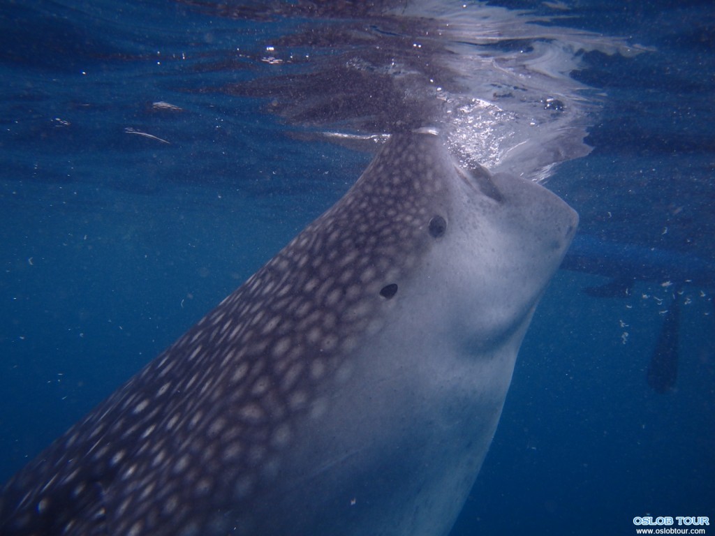 Cebu Oslob Whale shark watching Day tour – 29 July 2014