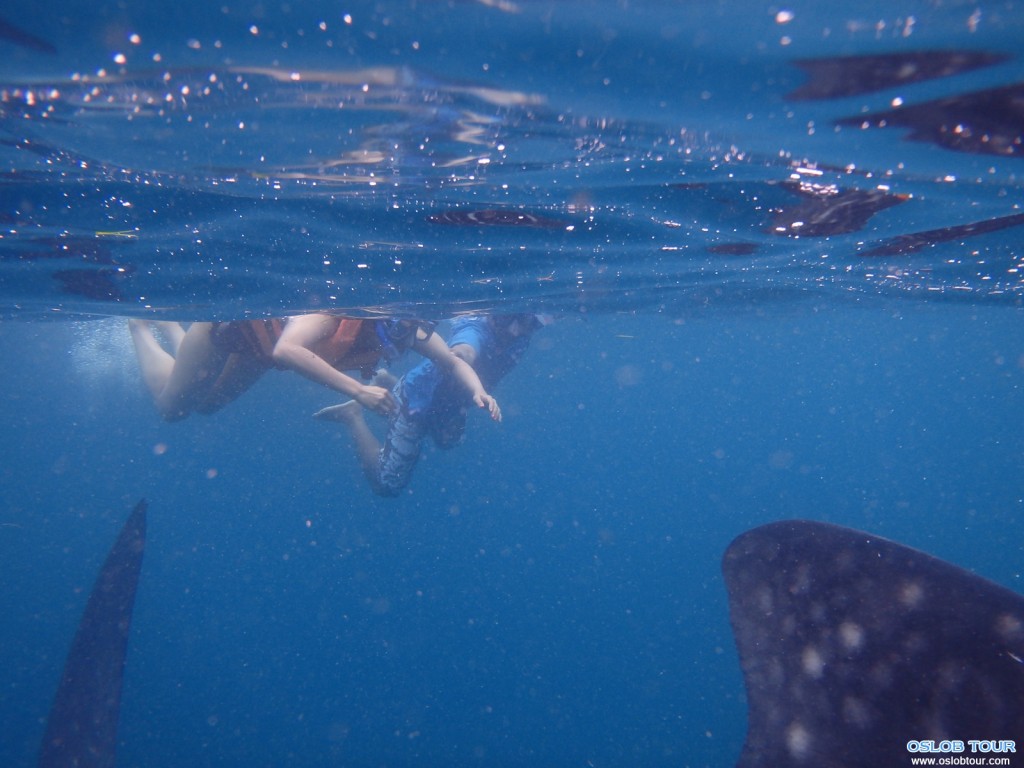 Cebu Oslob Whale shark watching Day tour – 29 July 2014