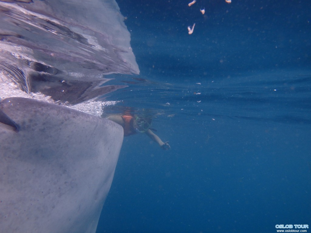 Cebu Oslob Whale shark watching Day tour – 29 July 2014