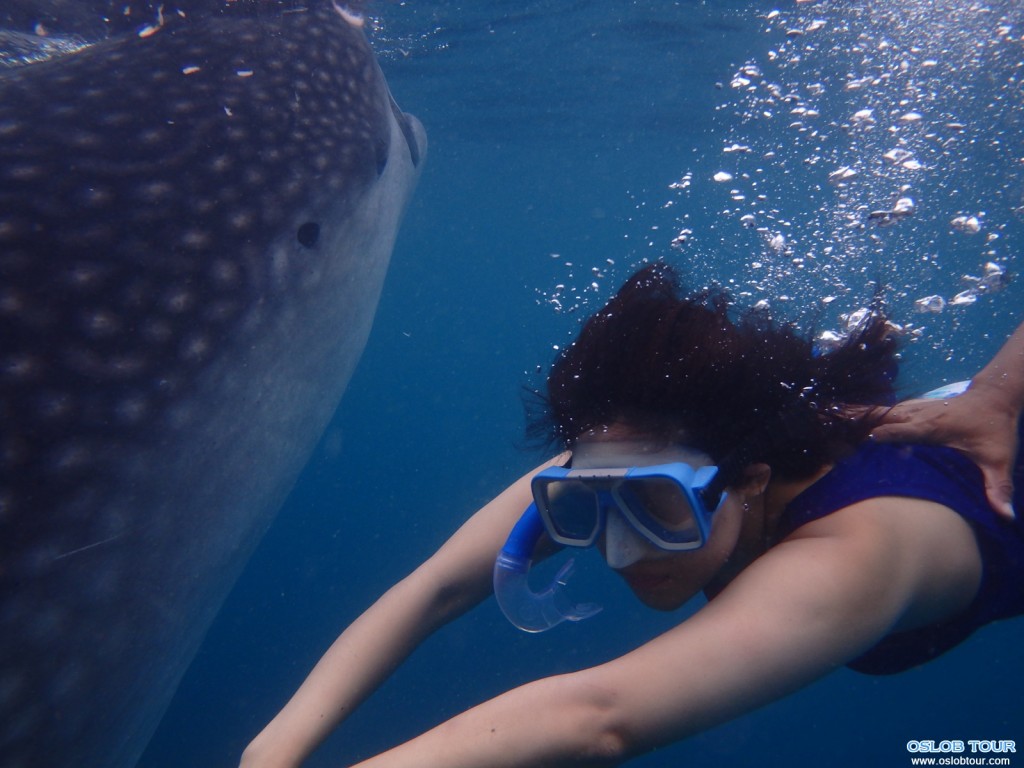 Cebu Oslob Whale shark watching Day tour – 29 July 2014
