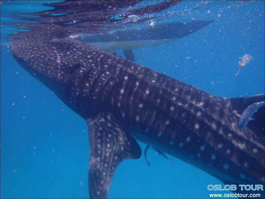 Cebu Oslob Whale shark watching Day tour – 28 June 2014