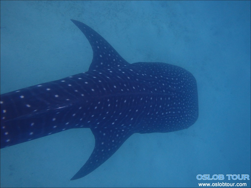 Cebu Oslob Whale shark watching Day tour – 28 June 2014