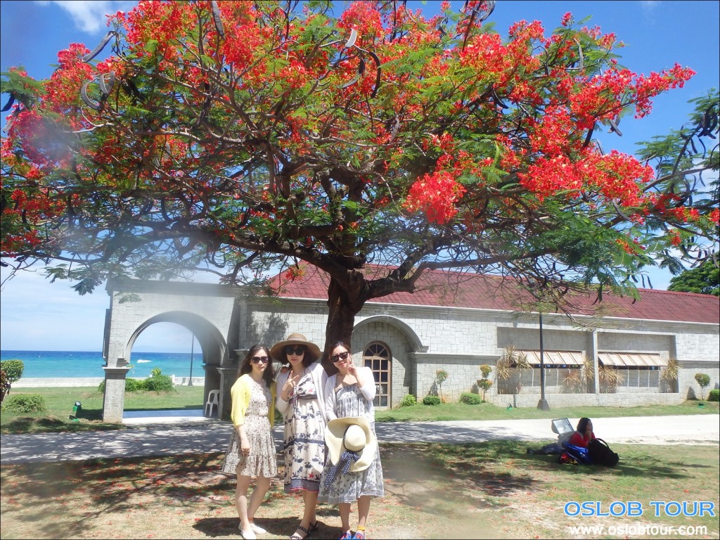 Cebu Oslob Whale shark watching Day tour – 28 June 2014