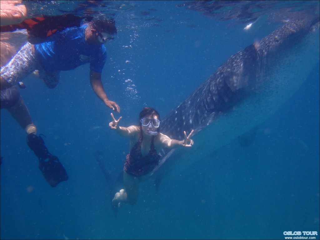 Cebu Oslob Whale shark watching Day tour – 12 Aug 2014
