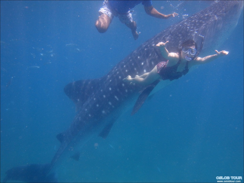 Cebu Oslob Whale shark watching Day tour – 12 Aug 2014