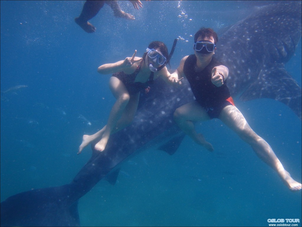 Cebu Oslob Whale shark watching Day tour – 12 Aug 2014
