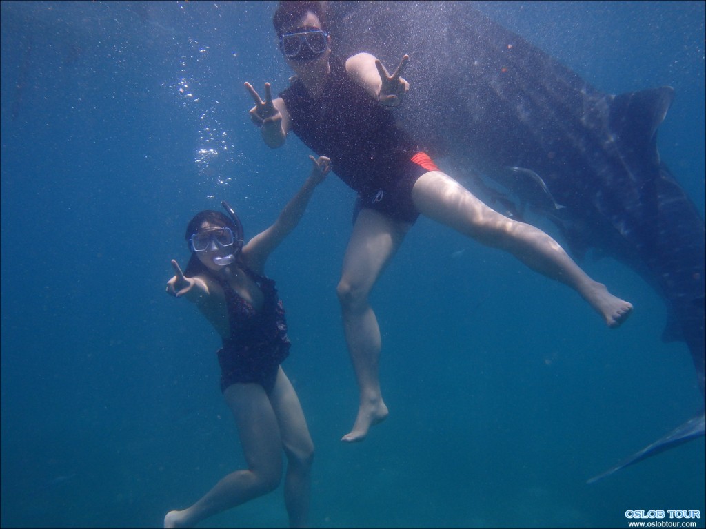 Cebu Oslob Whale shark watching Day tour – 12 Aug 2014