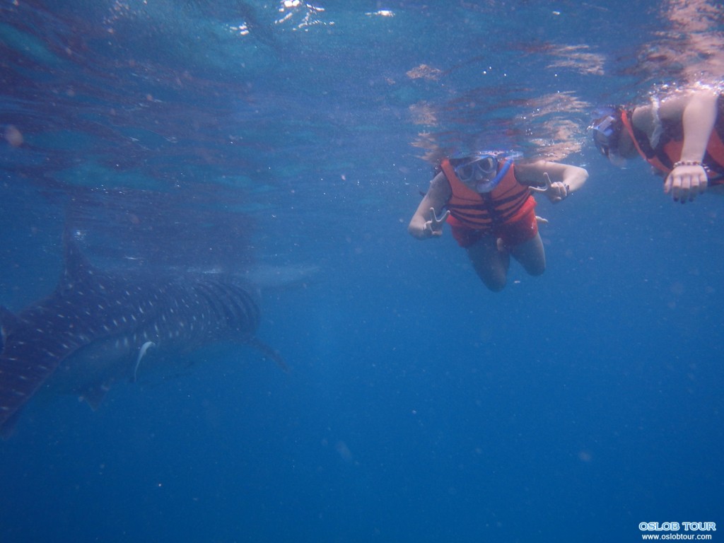 Cebu Oslob Whale shark watching Day tour – 16 Aug 2014