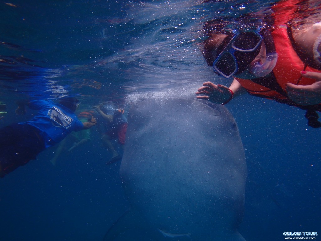Cebu Oslob Whale shark watching Day tour – 16 Aug 2014