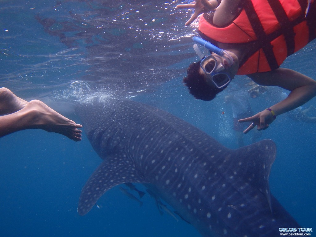 Cebu Oslob Whale shark watching Day tour – 16 Aug 2014