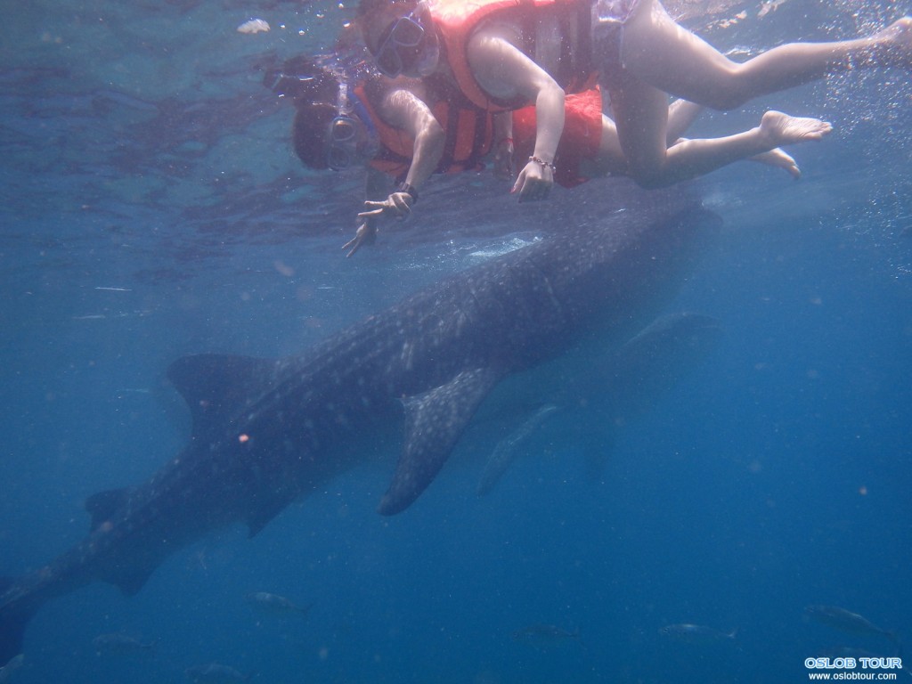 Cebu Oslob Whale shark watching Day tour – 16 Aug 2014